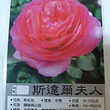 花花世界_玫瑰苗**斯達爾夫人**深粉紅色花/3.5吋盆/高10-25公分/MA