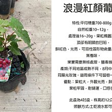 心栽花坊-浪漫紅顏葡萄/美和姬葡萄/4吋/阡插苗/葡萄品種/水果苗/售價750特價600