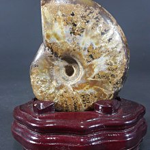 [銀九藝] 古生物 天然斑彩螺 松葉鸚鵡螺化石 吉祥擺飾 淨重~321g (e7)