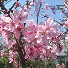 元茂園藝高鐵南路園區 富士櫻花 六至七年樹齡移植袋裝全年可移植