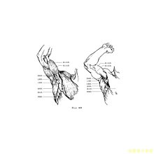 【福爾摩沙書齋】藝用人體結構教學