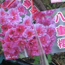 花花世界_櫻花*八重櫻 * 7-8吋盆/高60cm-100cm/MA*無法超取*