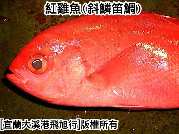 紅雞魚(斜鱗笛鯛)