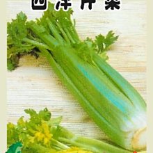 【野菜部屋~】P04 美國西洋芹菜種子0.8公克 , 營養價值高 , 每包15元~