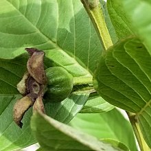 元茂園藝龍潭聖亭路園區/新品種/水蜜芭樂/足週年盆栽/每單位一盆