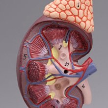 【奇滿來】1：1成人比例 人體腎模型 腎解剖 人體腎臟模型 內臟模型 醫學教學模型 ARDQ