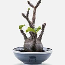 【日貨代購CITY】 NEIGHBORHOOD SRL NOODLE BOWL PLANT POT 大碗 塊根 盆栽