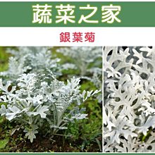 【蔬菜之家滿額免運00H20】大包裝.銀葉菊種子(銀色，高15~25cm)2克(約2000顆)※不適用郵寄掛號配送※