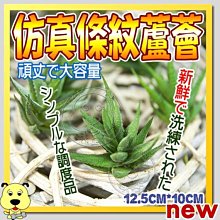 【🐱🐶培菓寵物48H出貨🐰🐹】仿真多肉植物條紋蘆薈 特價69元