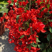 花花世界_綠籬植物*辣椒紅 九重葛*5吋盆/高20-40cm/MA