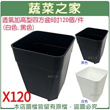 【蔬菜之家滿額免運】透氣加高型四方盆6吋 120個/件(黑色.白色共2色可選)※此商品運費請選宅配貨運※