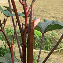 【野菜部屋~】K71 赤野紅秋葵種子3.8公克 , 連續結莢能力強，產量高 , 每包15元~
