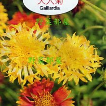 【野菜部屋~】Y34 天人菊Gaillardia~天星牌原包裝種子~每包17元~