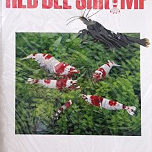 微笑的魚水族☆紅水晶蝦專門情報誌 中文版 Vol.4 【工具書】