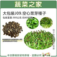 【蔬菜之家滿額免運】大包裝J09.空心菜芽種子300公克(賣場另有其他芽菜種子) ※此商品運費請選超商或宅配