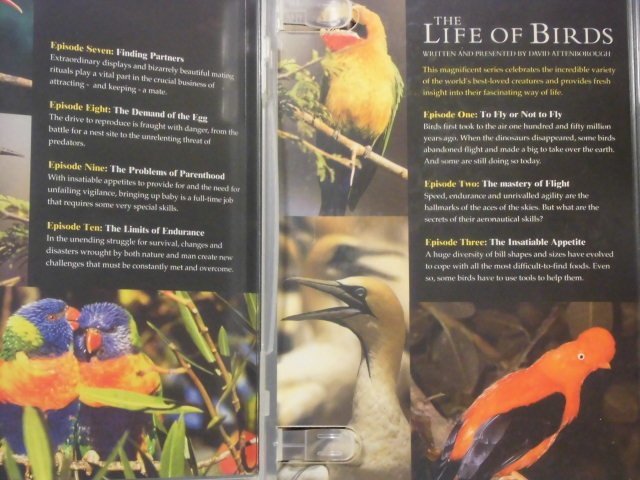 BBC 野鳥世界 The Life of Birds 3DVD