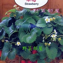 【野菜部屋~】Y33 草莓Strawberry~天星牌原包裝種子~每包17元~