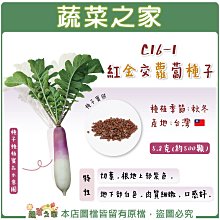 【蔬菜之家滿額免運】C16-1.紅金交蘿蔔種子5.8克(約500顆) /切葉。根地上部紫色，地下部白色。肉質細嫩，口感好