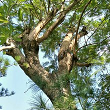 元茂園藝龍潭園區/景觀用樹/巨無霸藍花楹樹 五十年樹齡 假植中+斷根處理完成隨時可全樹型移植