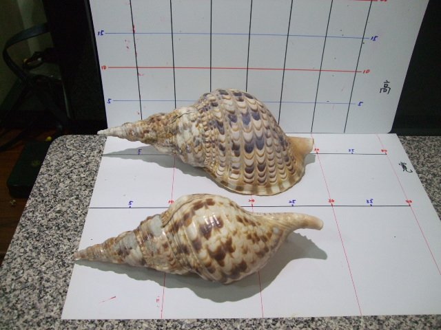 貝殼大大小小約170顆 夜光蠑螺 大法螺 唐冠螺