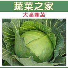 【蔬菜之家滿額免運00B08】大包裝.大高麗菜種子種子5克※此商品運費請選宅配※