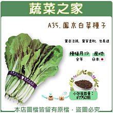 【蔬菜之家滿額免運】A35.鳳京白菜種子750顆(日本進口.葉色淡綠.葉質柔軟.生長速.蔬菜種子)