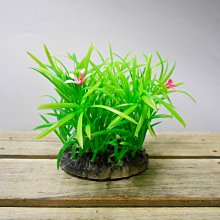 MA52300-05 微笑的魚水族☆【SY-假水草】【盤草 / 24】4吋 質感超自然 ☆現貨☆超便宜