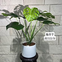 新/芯晨花園桃園三民店/龜背芋/室內盆栽/送禮自用兩相宜/每單位一盆/銷售快速下標前請先確認是否現場還有現貨/宅配限北部地區