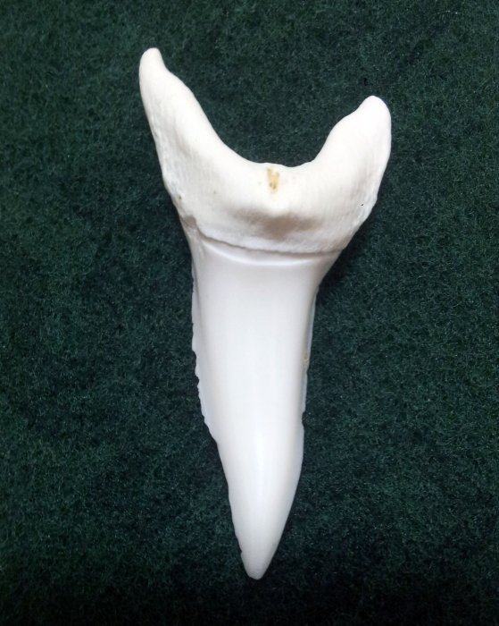 (馬加鯊牙)5.7公分超大馬加鯊魚牙! 有缺損見識上鉤蠻力拉扯後結果.當標本或雕刻底材! #2.5727