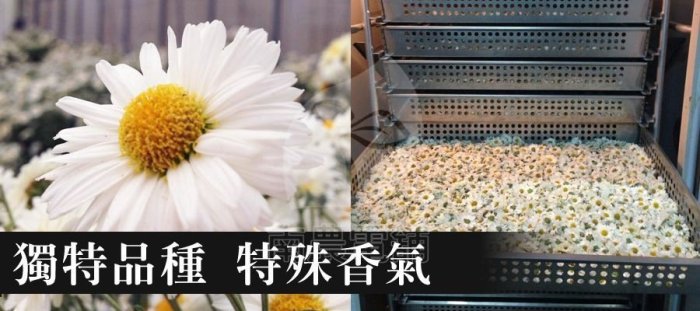 『南農電舖』　有機菊花茶　棚架式有機栽種　 通過CAS及環球國際有機雙認證/ 有機乾燥杭菊