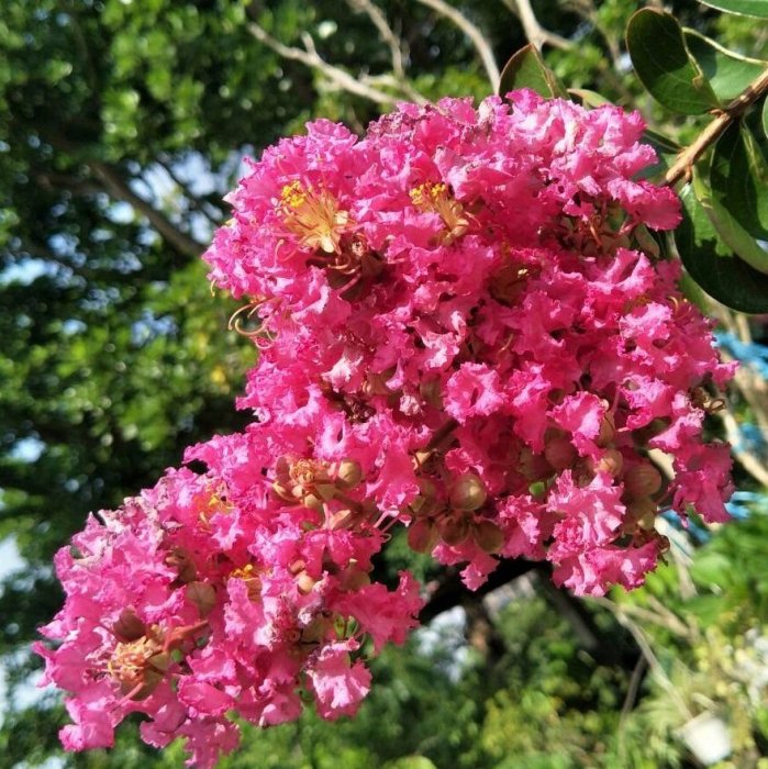 元茂園藝龍潭園區 紫薇 嫁接三到四週年盆栽