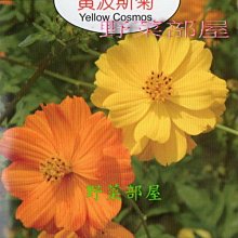 【野菜部屋~】Y22 黃波斯菊Yellow Cosmos~天星牌原包裝種子~每包17元~