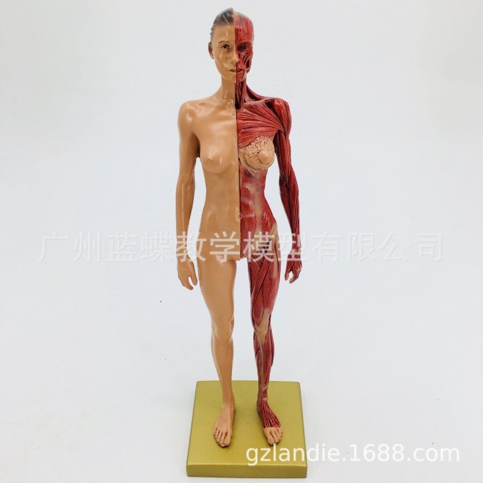 【熱賣精選】30cm藝用人體模型 肌肉骨骼解剖人體結構美術模型 CG繪畫雕塑教學