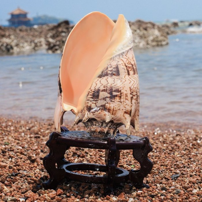 【熱賣精選】帝王芋螺天然超大貝殼海螺水族魚缸裝飾地中海家居收藏擺件標本特價