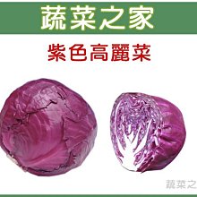 【蔬菜之家滿額免運】B19.紫色高麗菜種子50顆(日本進口紫色甘藍，結球大，品質佳。蔬菜種子)