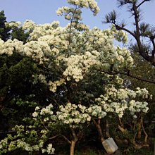 元茂園藝/超美原生樹種/台灣流蘇樹/4月雪5月雪 直購價29800元