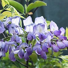 元茂園藝中壢高鐵南路園區-日本紫藤花四年盆栽