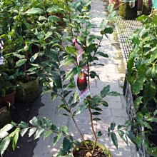 花花世界_水果苗--大巨紅水晶樹葡萄--又稱為嘉寶果/8吋盆/高60-80公分/Ts
