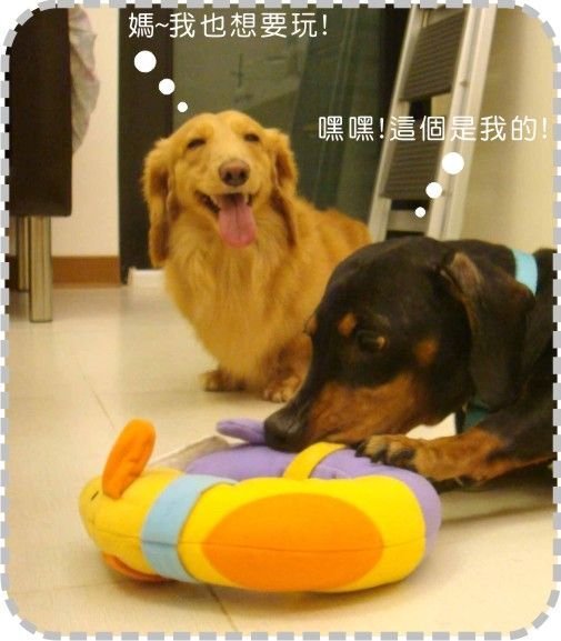 Pet's Talk~獨家推出美國Tuff Plush Round Hounds 狗狗繞圈圈啾啾叫耐咬玩具!