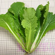 【野菜部屋~】E47 日本大阪青松菜種子3.5公克 , 品質好 , 耐熱性佳 , 每包15元 ~