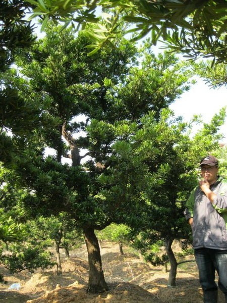 (青山園藝) 羅漢松 米俓約15cm高度約3~4米 黑松油杉雪松真柏象牙木紫檀桂花黃楓