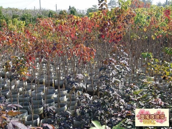 ╭ ＊田尾玫瑰園＊╯庭園用樹--(烏臼)菱形葉，富有四季變化