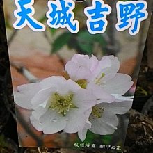 (缺貨中)花花世界-落葉喬木-櫻花 ** 天城吉野櫻 ** 4吋盆/高25-40cm/浪漫觀花植物/MA