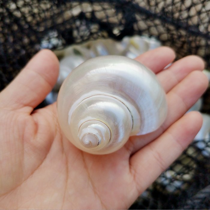 天然海螺貝殼去皮古文螺寄居蟹替換殼卷貝魚魚缸造景裝~定價