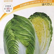 【野菜部屋~】G07 日本上順白菜種子0.35公克 , 做泡菜 , 酸白菜的第一選擇, 讚!,每包15元~