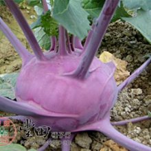 【野菜部屋~】E49 紫玉結頭菜種子15粒 , F1品種 , 脆嫩爽口，不易木質化 , 每包15元 ~