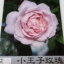 花花世界_玫瑰苗--小王子玫瑰，Rose Synactif by Shiseido--大輪紫色強香/3.5吋黑軟盆