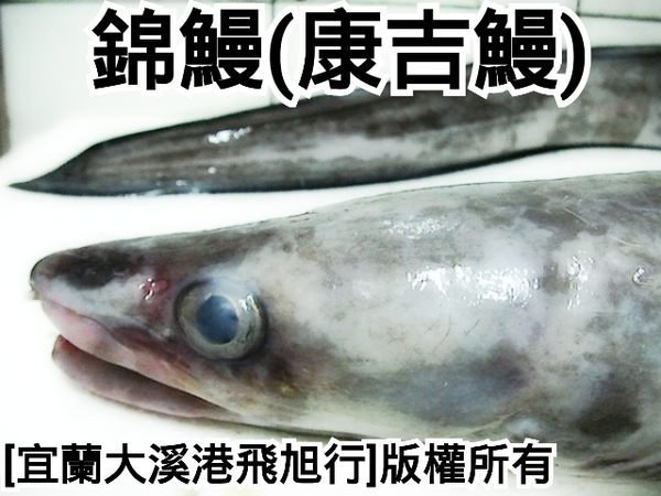 錦鰻(康吉鰻)...1.5公斤以下較小魚體優惠價每公斤130元