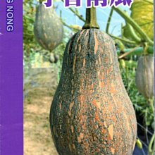 【野菜部屋~】K64 芋香南瓜種子4粒 , 肉質鮮甜 , 有芋頭香味 ,每包15元~