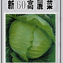 【野菜部屋~】E02 日本新60高麗菜種子0.55公克 , 結球性佳 , 每包15元~
